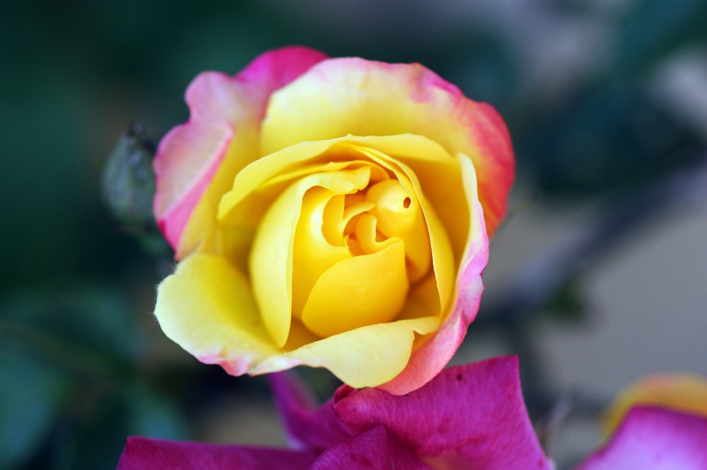 yellow and red rose in bloom close up photo