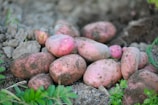 red and brown oval fruits on ground