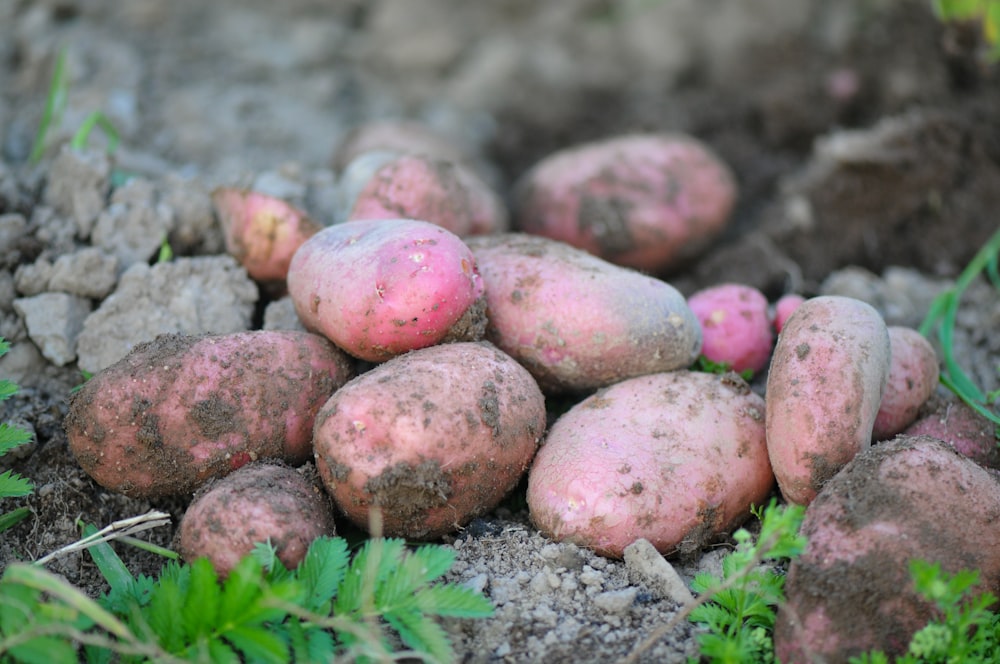 frutos ovalados rojos y marrones en el suelo