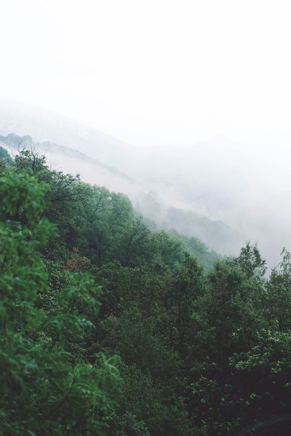 green trees on mountain during daytime