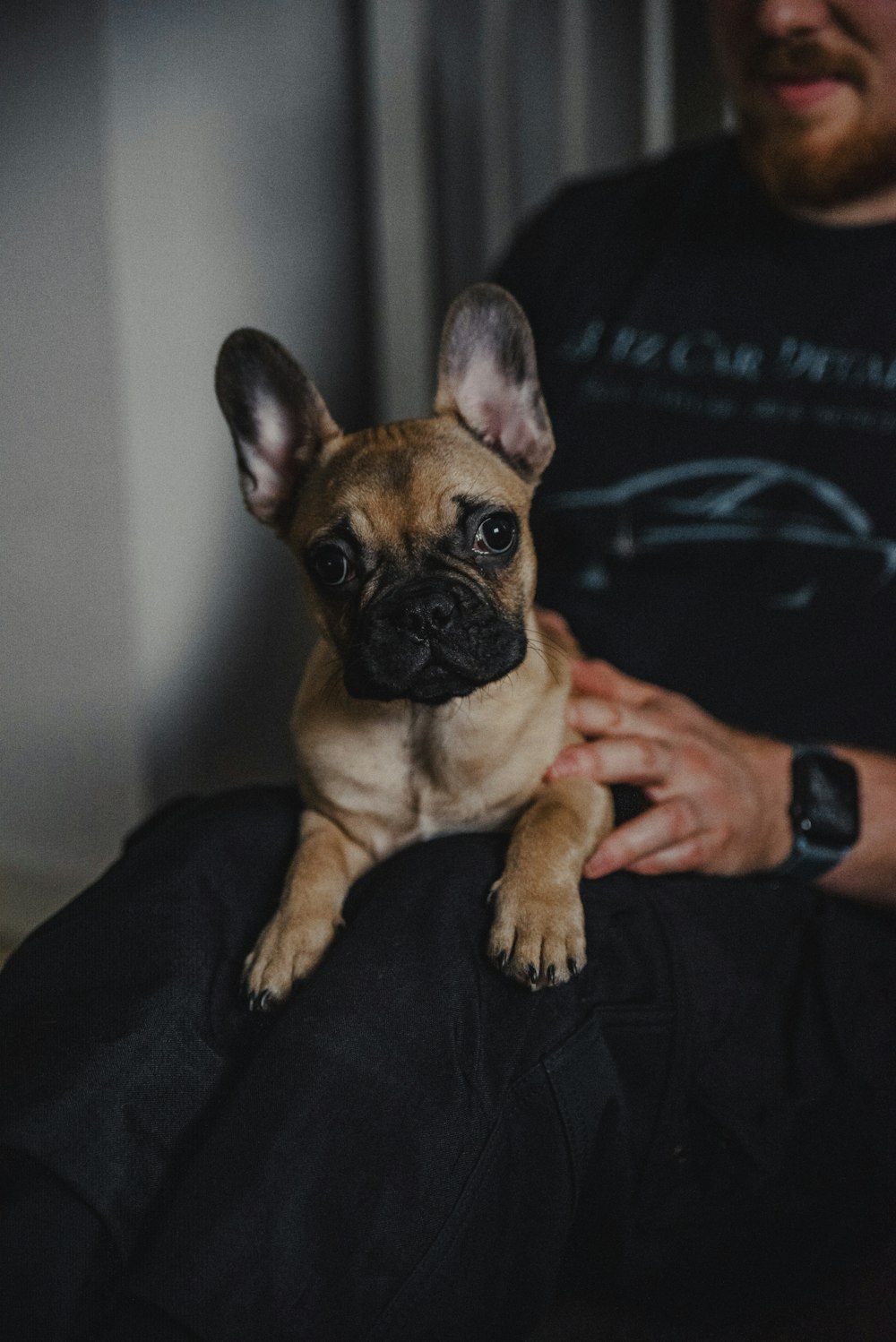 person holding brown french bulldog puppy