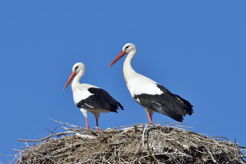 white stork on brown nest during daytime