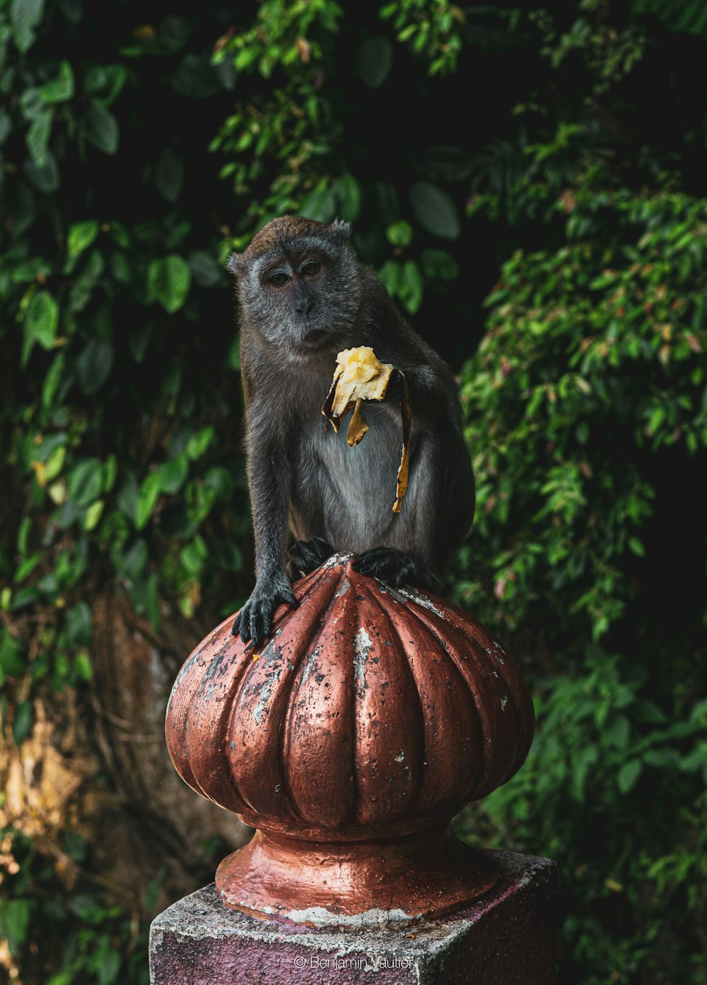 black monkey on brown pumpkin