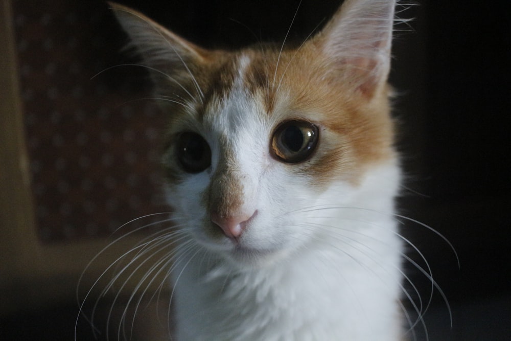 orange and white tabby cat