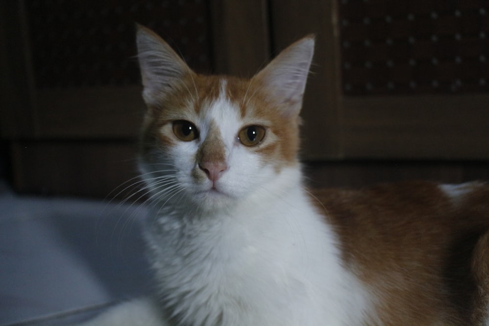 orange and white tabby cat