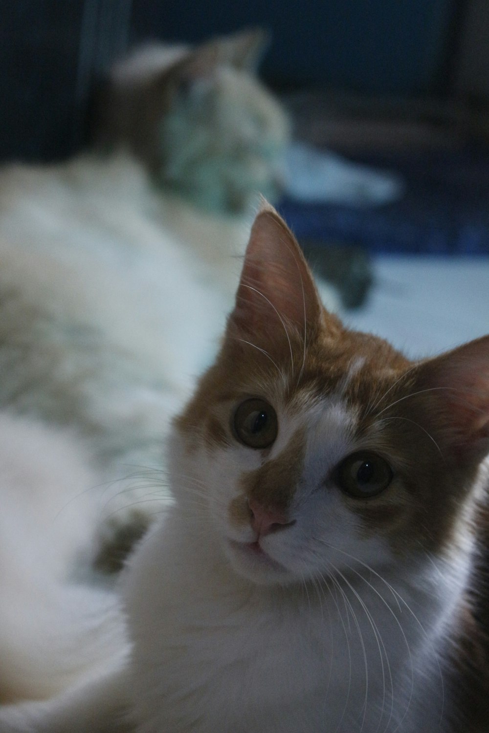 orange and white tabby cat