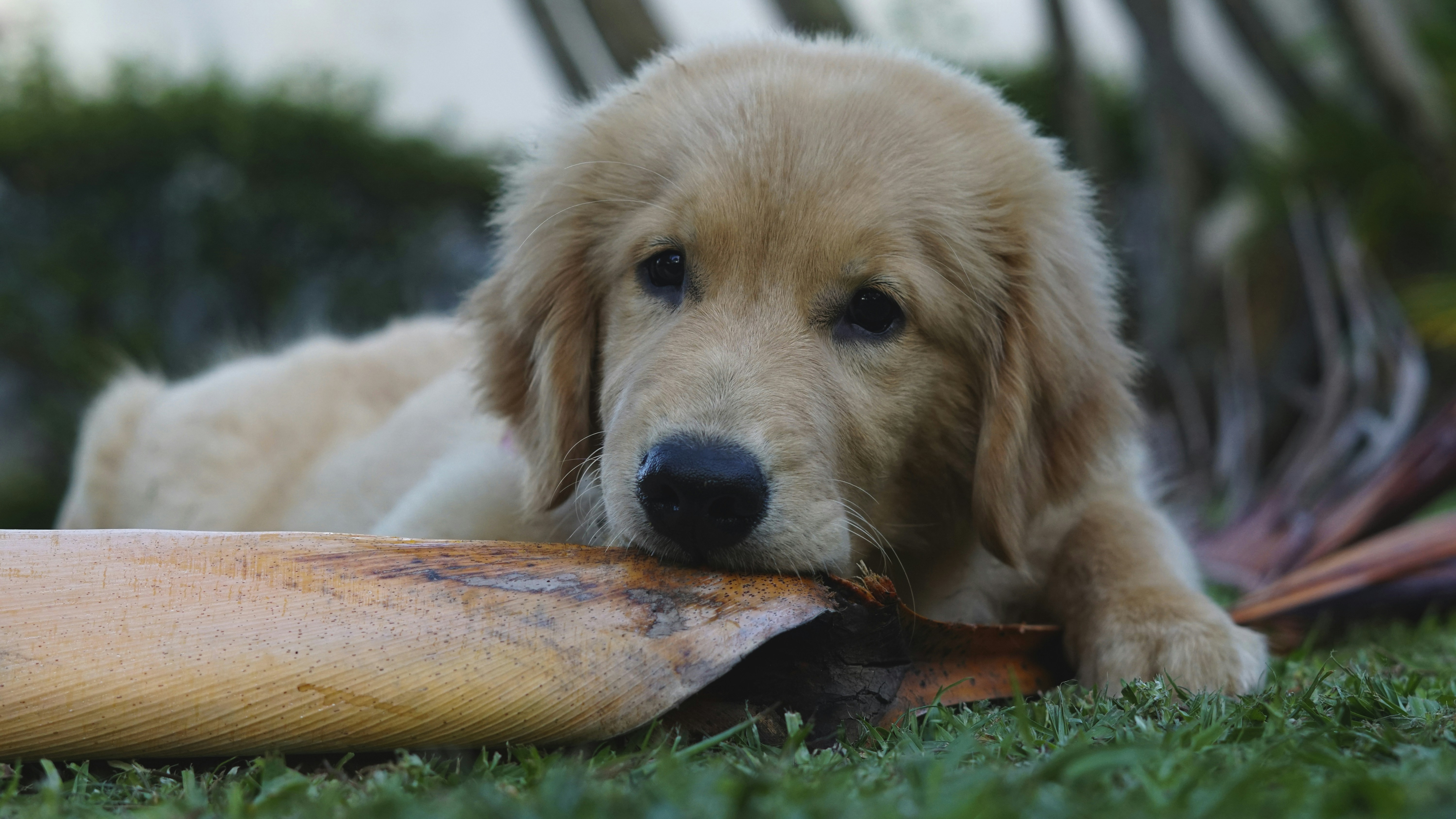 Cultiver le Bien-être Durable de Votre Chien et Chiot : Mastication Naturelle et Balades. - Conseils et bien-être canin La Terre Happy des Poilus