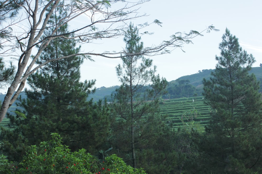 green trees and green grass field during daytime