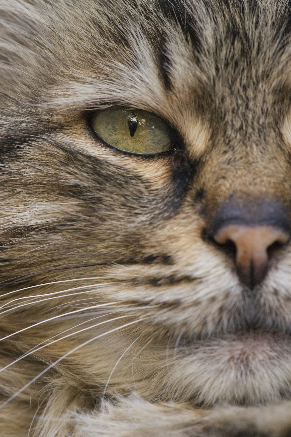 gato atigrado marrón en fotografía de primer plano