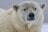 white polar bear in close up photography