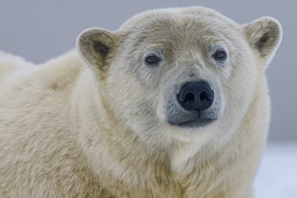 white polar bear in close up photography