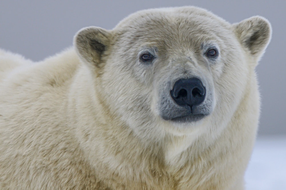 urso polar branco na fotografia de perto