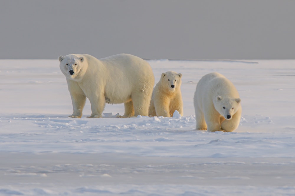 Más de 350 imágenes de osos polares | Descargar imágenes gratis en Unsplash
