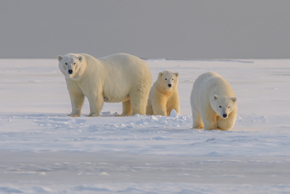 polar bear on snow covered ground during daytime