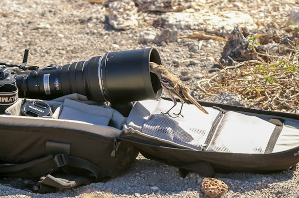 A small bird stands on an open camera bag, peering into the lens hood of a large telephoto camera lens. The camera and bag are placed on rocky ground with some small plants nearby. The lens cap and some accessories are visible in the camera bag.