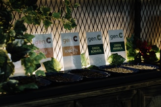 A collection of various coffee bean samples displayed in small trays, labeled with signs indicating different types such as Robusta and Arabica. The setup is accentuated with decorative green foliage and illuminated lighting against a mesh background.