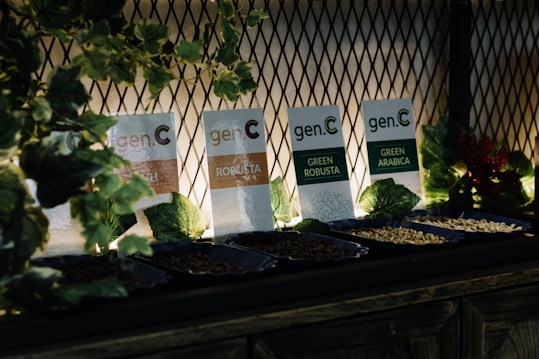 A collection of various coffee bean samples displayed in small trays, labeled with signs indicating different types such as Robusta and Arabica. The setup is accentuated with decorative green foliage and illuminated lighting against a mesh background.