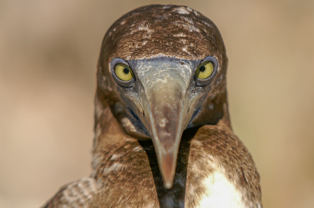 brown and white bird in close up photography