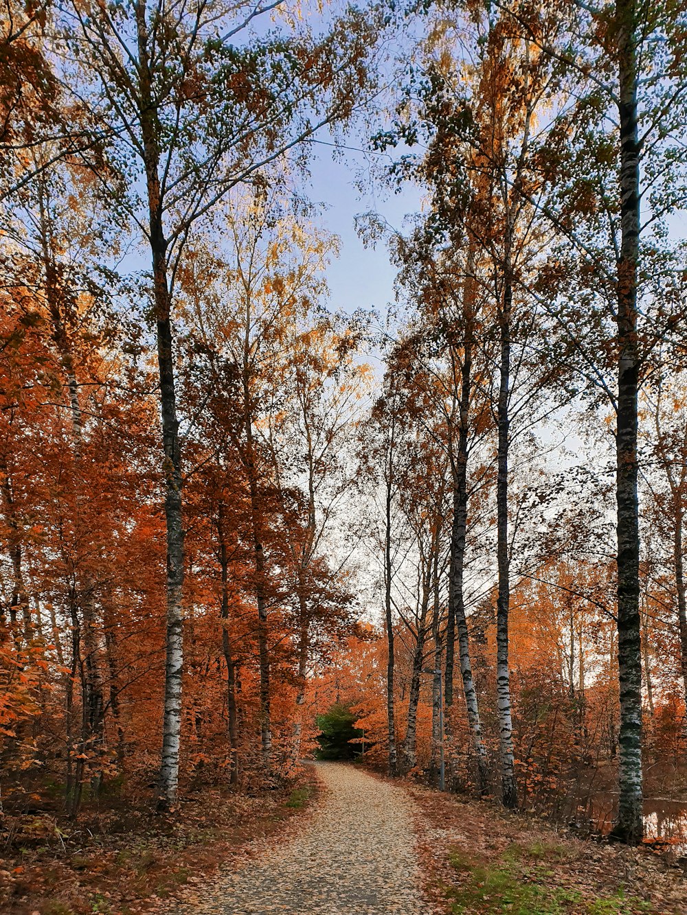 brown trees under blue sky during daytime