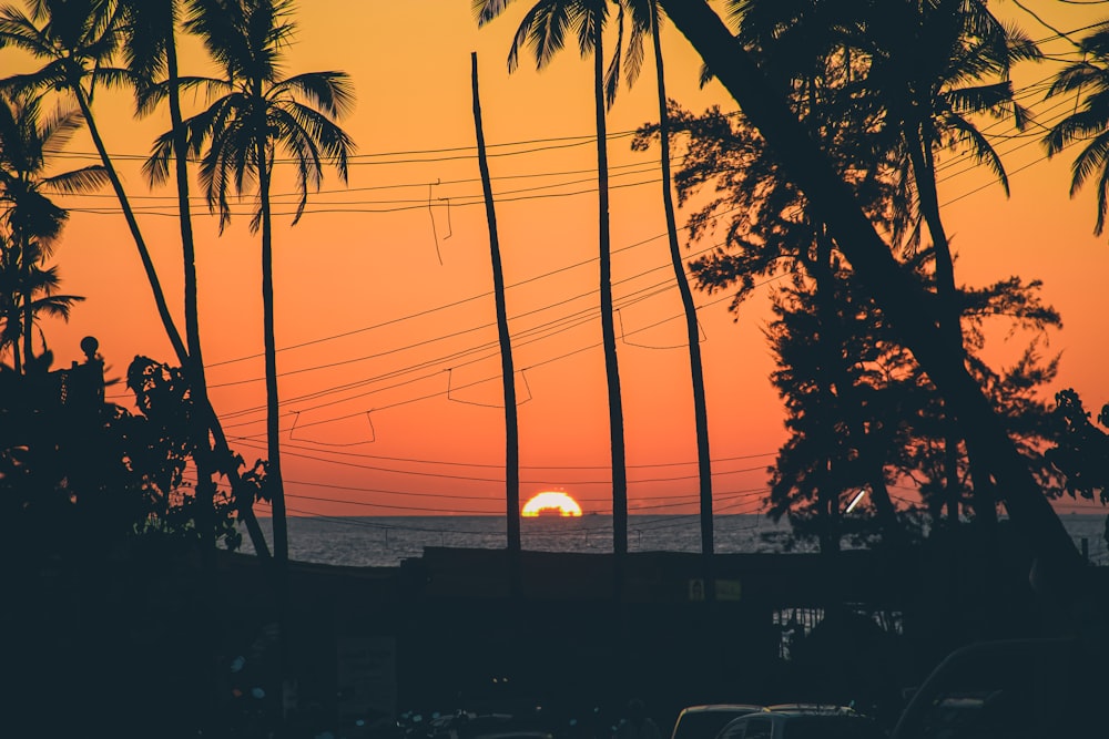 silhouette of palm trees near body of water during sunset