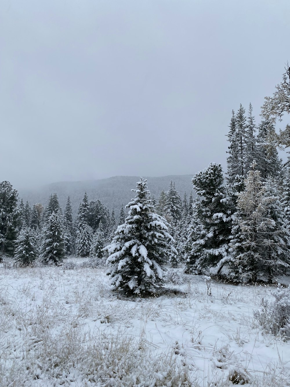 snow covered pine trees during daytime