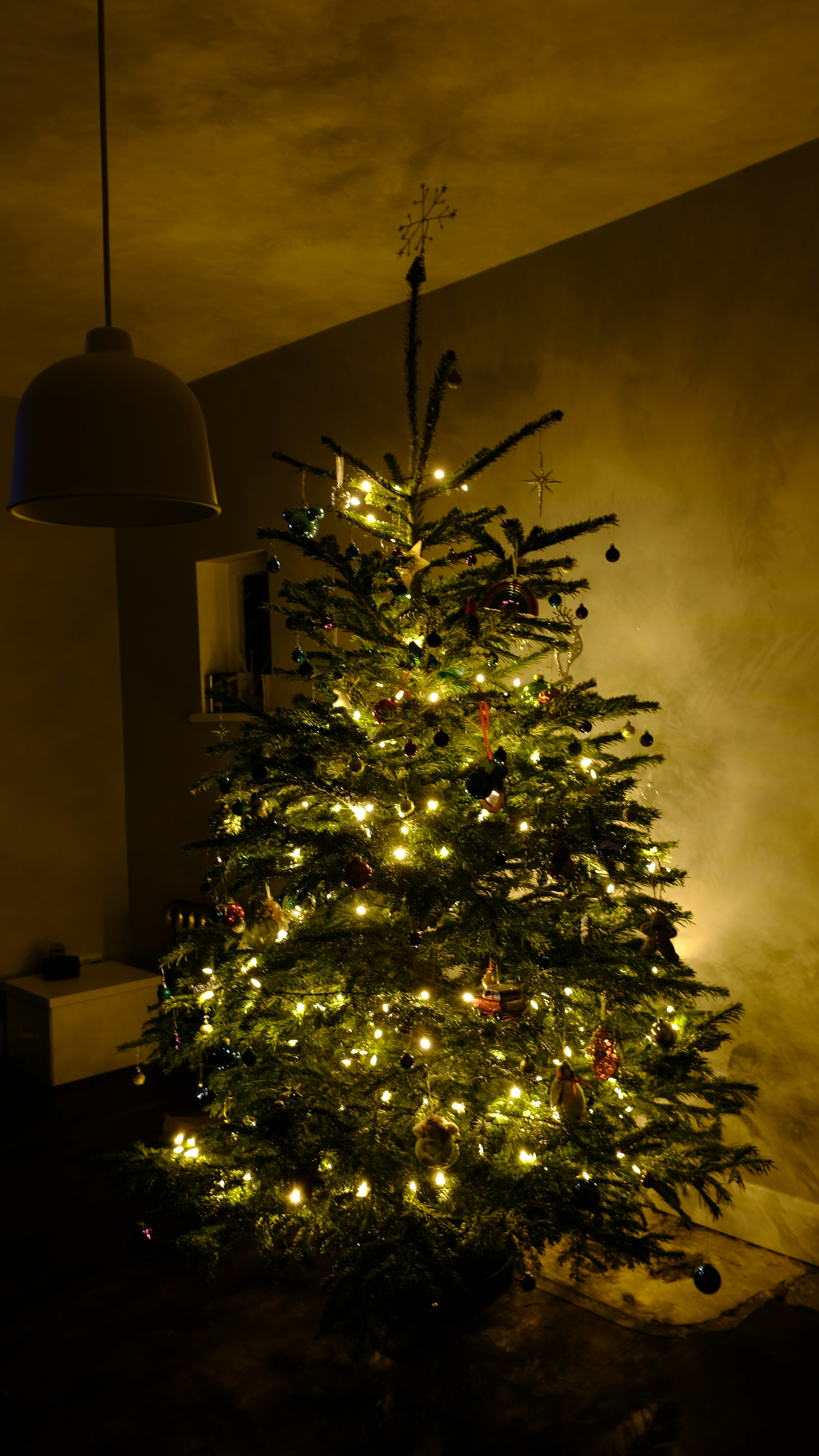 Evergreen Pine Tree