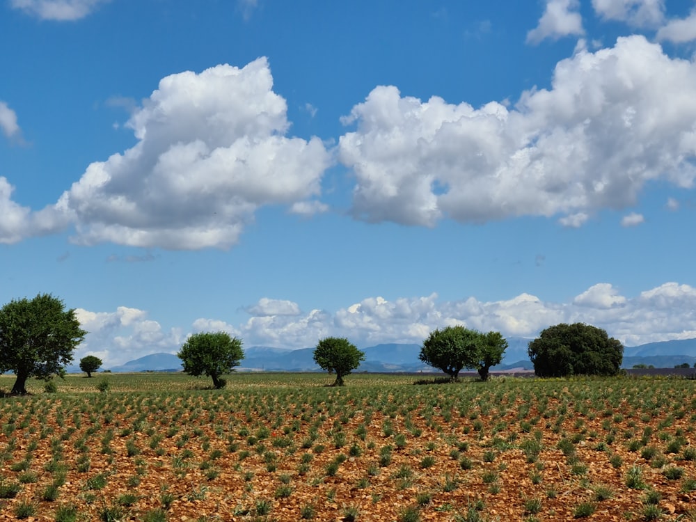 green trees and plants under blue sky and white clouds during daytime