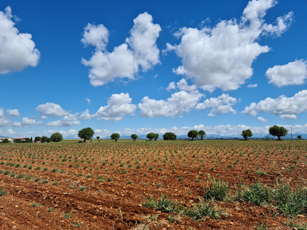 campo de grama verde sob céu azul e nuvens brancas durante o dia