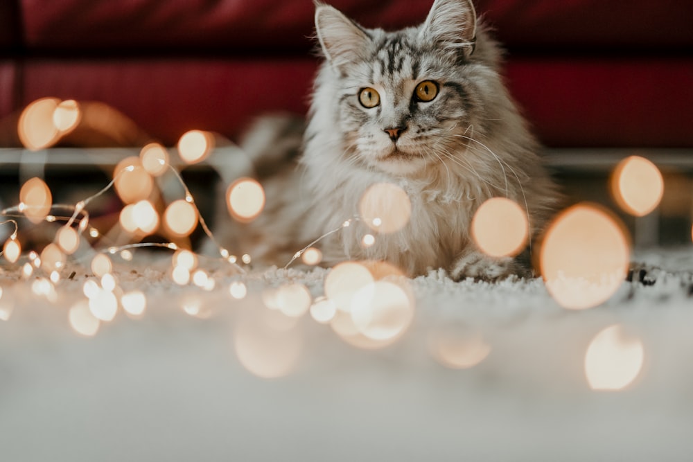 silver tabby cat on white surface