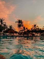 palm trees on body of water during sunset