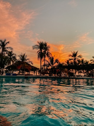 palm trees on body of water during sunset