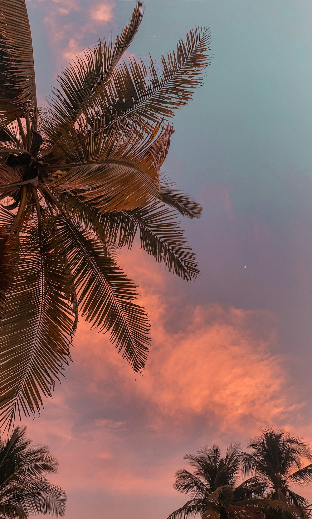 Palmera verde bajo el cielo nublado durante el día