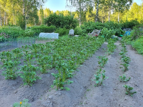 A lush garden with rows of green plants thriving in well-tended soil. In the background, there are trees and bushes with a mix of green foliage. Two garden chairs and a table are visible, suggesting a relaxing spot amidst nature. The setting is serene and surrounded by a dense array of trees and vegetation.