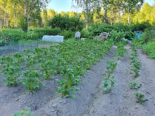 A lush garden with rows of green plants thriving in well-tended soil. In the background, there are trees and bushes with a mix of green foliage. Two garden chairs and a table are visible, suggesting a relaxing spot amidst nature. The setting is serene and surrounded by a dense array of trees and vegetation.