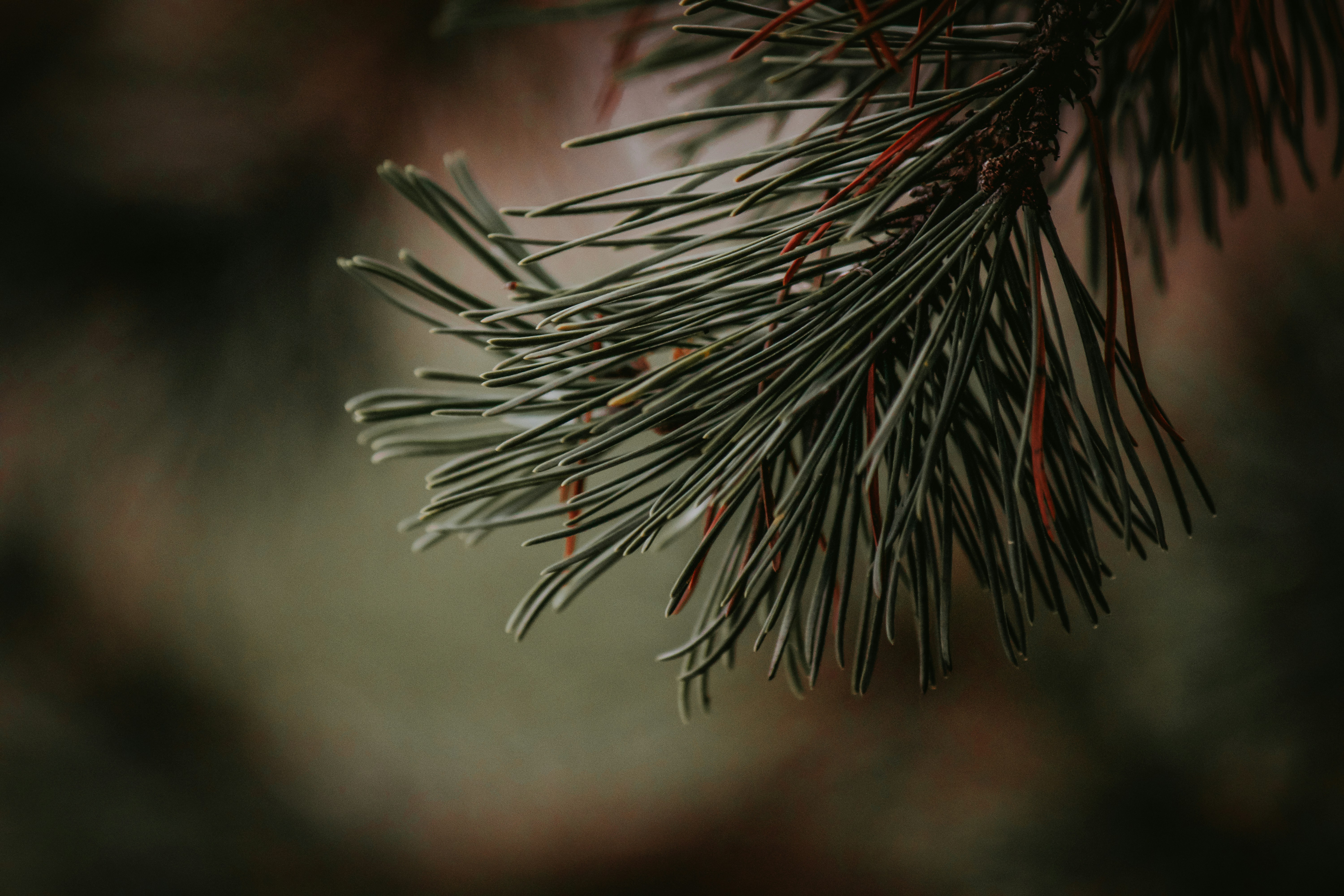 Photo by elisamoldovan