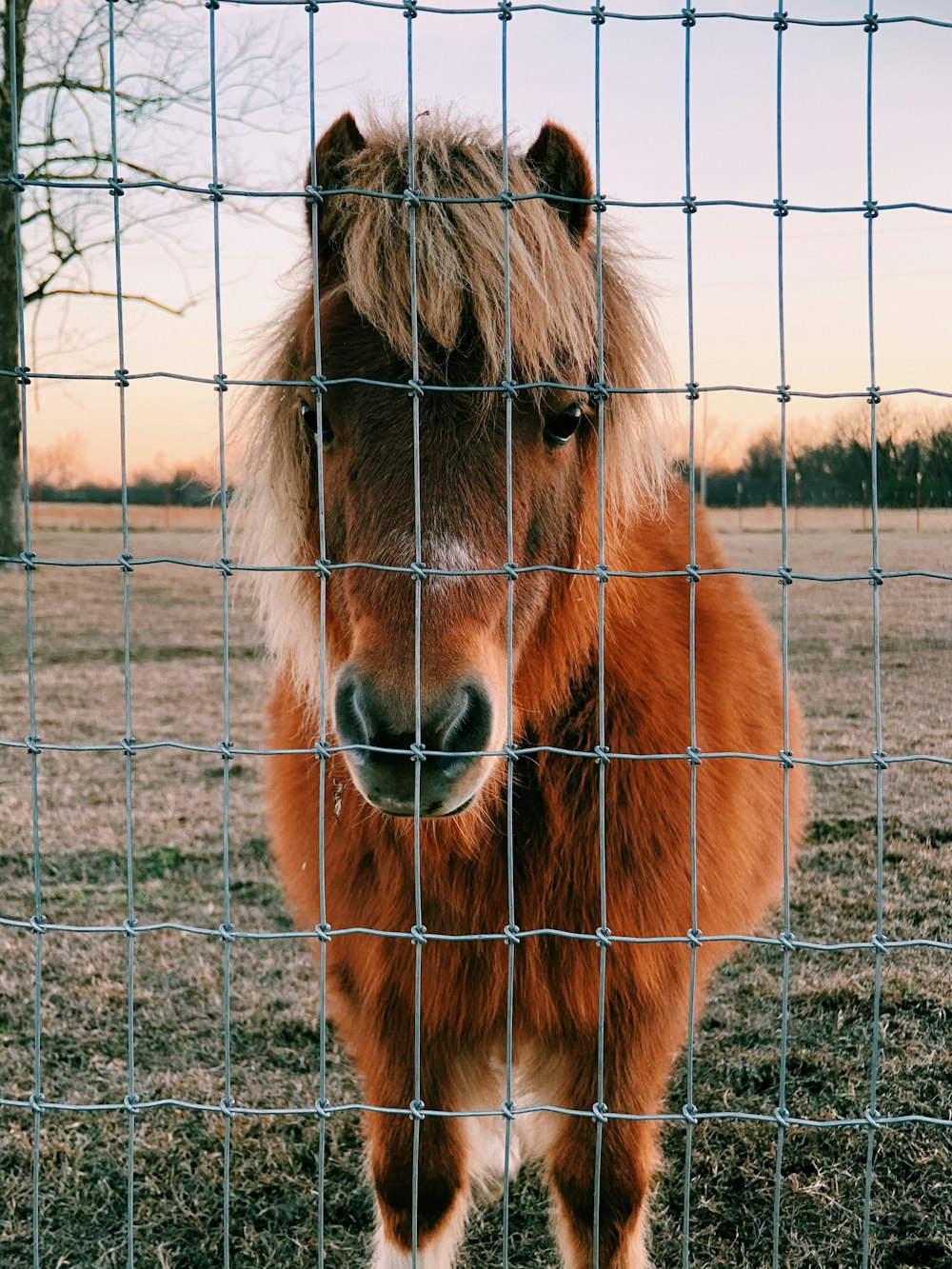 brown horse on brown field during daytime