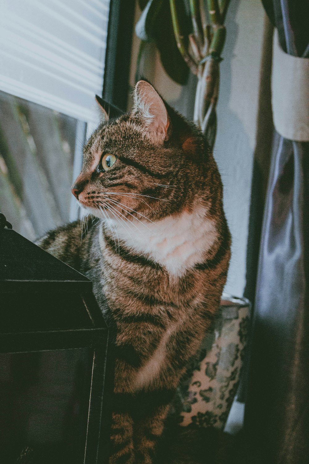 brown tabby cat on black table