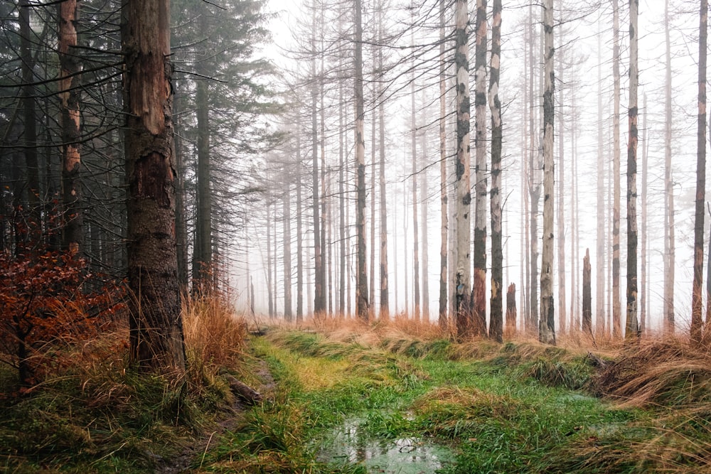 brown grass and trees on the woods during daytime