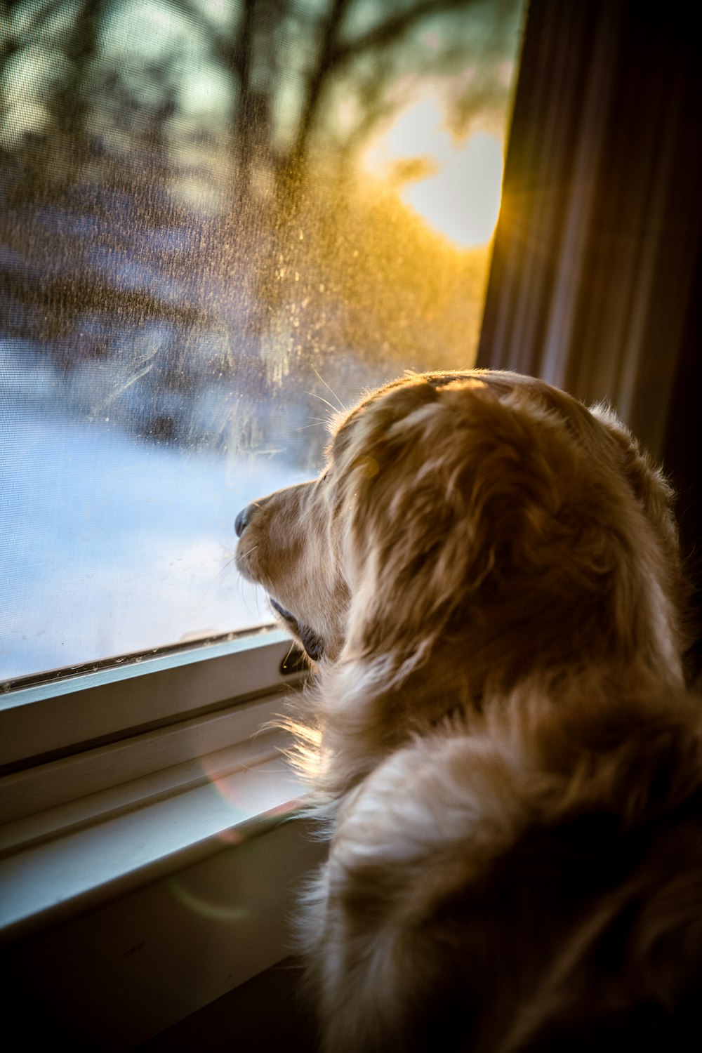 brown long coated dog looking out the window