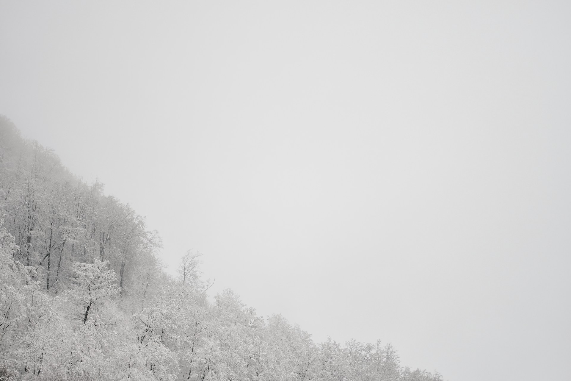 green trees covered with fog