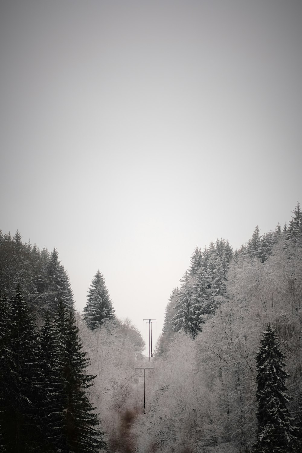 alberi innevati sotto il cielo bianco durante il giorno