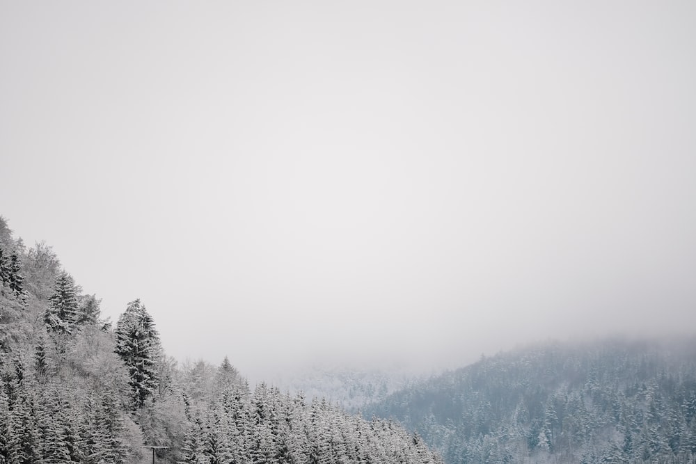 alberi verdi sulla montagna durante il giorno