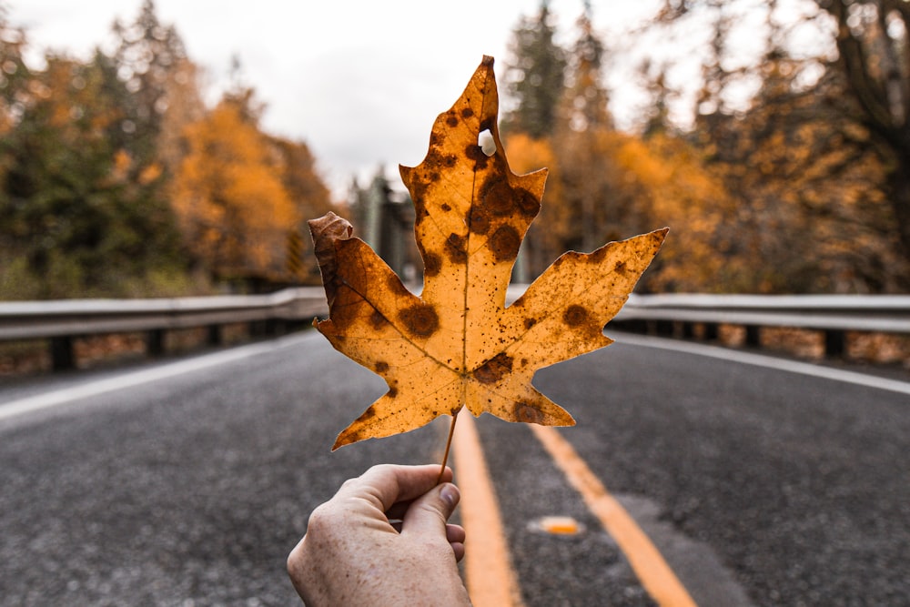 person holding brown maple leaf