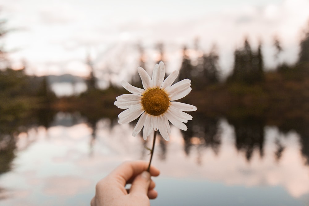 person holding white daisy during daytime