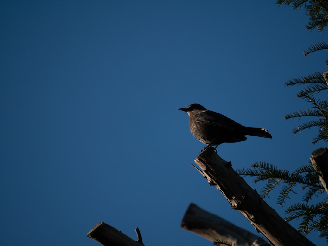 black bird perched on brown tree branch