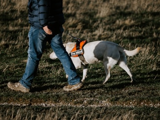 man in black jacket and blue denim jeans walking with white and black short coated dog
