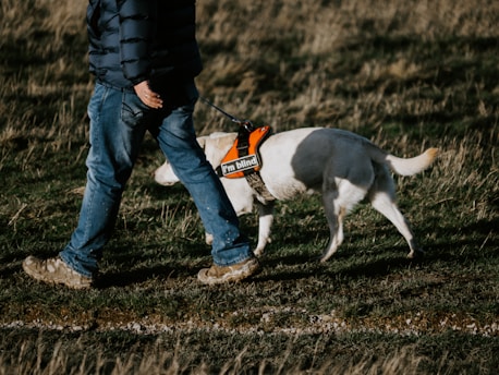 Guide Dog