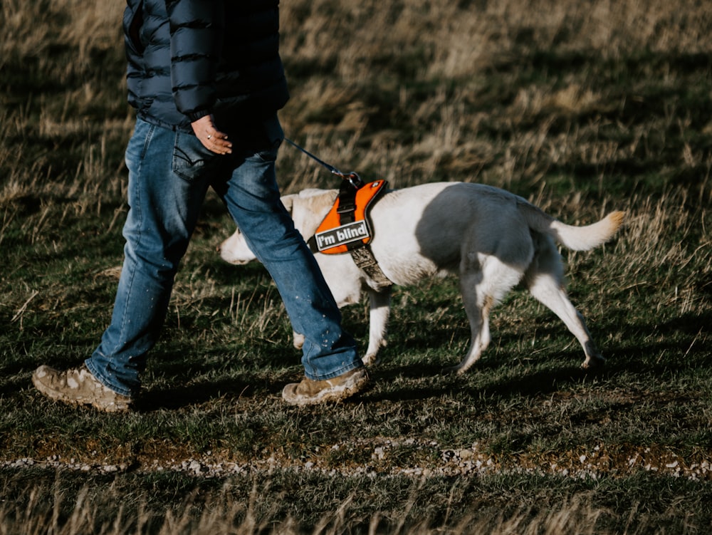 man in black jacket and blue denim jeans walking with white and black short coated dog