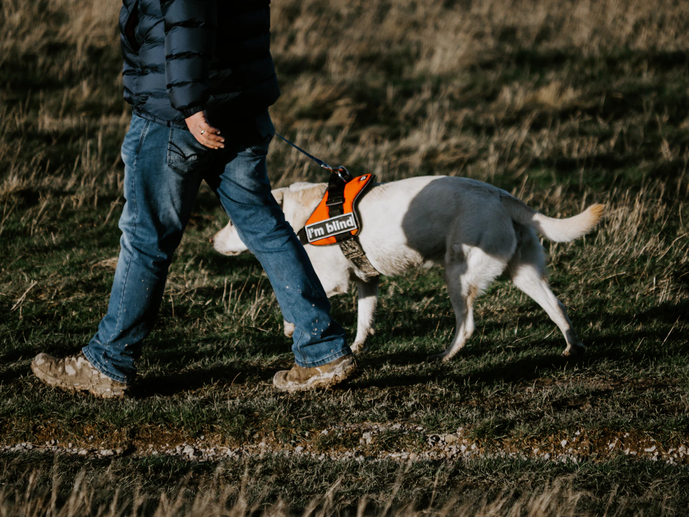 A handler walking calmly outdoors beside a well-mannered white dog at heel on a leash, the dog wearing an orange assistance harness