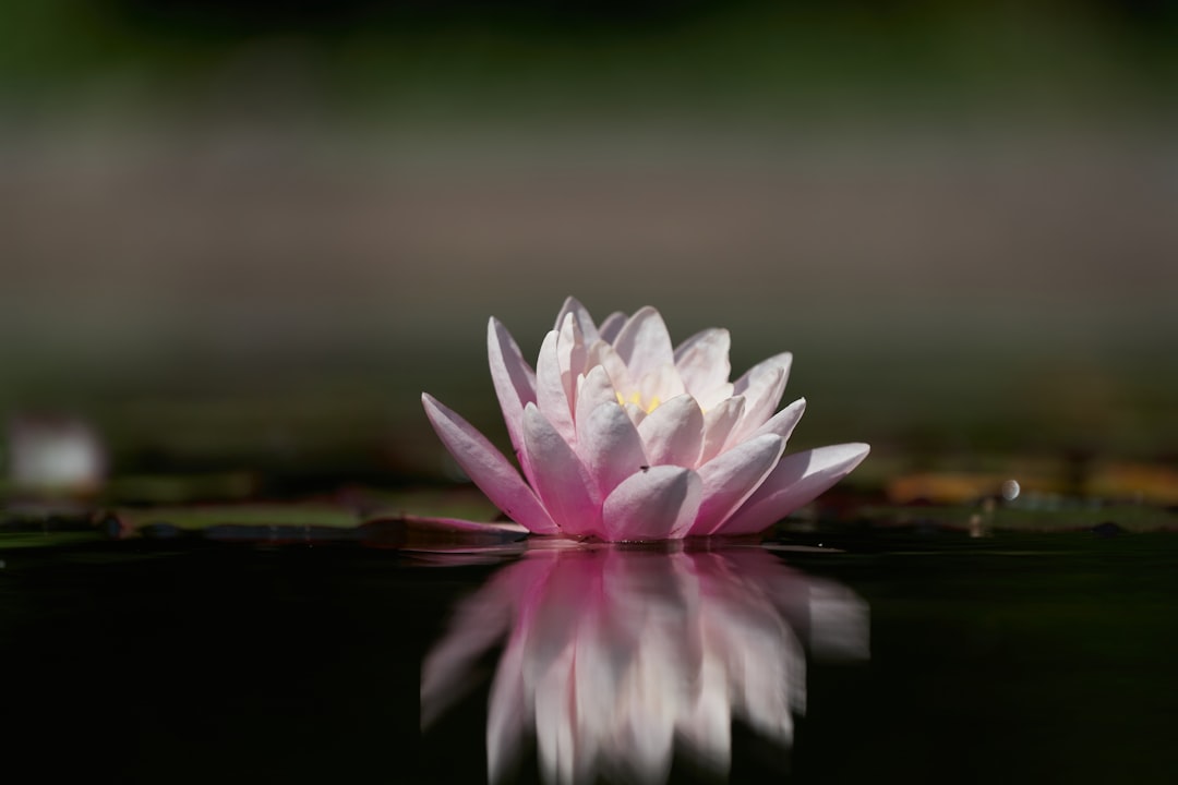 pink lotus flower on water